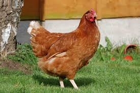 Point of lay chickens for sale Rowter Poultry Derbyshire
